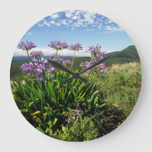 Relógio Grande Lírio Africano (Agapanthus praecox), Mossel Bay