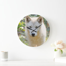 Relógio Grande Lobo Cinzento, Fotografia de Animais Canadenses