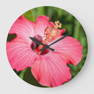 Relógio Grande Michigan, Dearborn. Detalhe Do Hibiscus Rosa