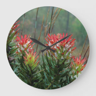 Relógio Grande Mimetes Comuns (Mimetes Cucullatus)