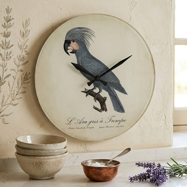 Relógio Grande Palmito-preto, Probosciger aterrimus (Great Black Palm Cockatoo, Probosciger aterrimus. Large Clock)