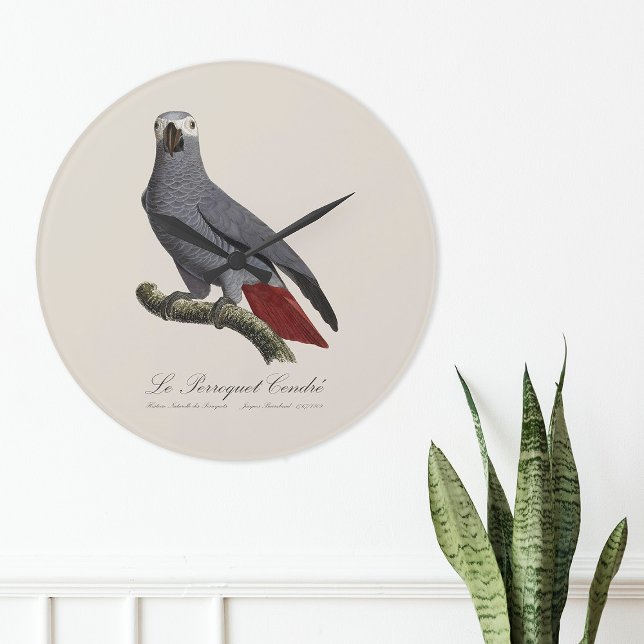 Relógio Grande Papagaio cinzento africano, Psittacus erithacus, v (Le Perroquet Cendre - 19th century illustration. Large Clock)
