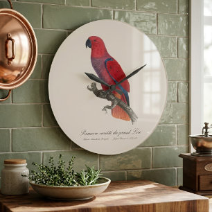 Relógio Grande Papagaio Eclectus de Vosmaer, Eclectus Roratus Vos