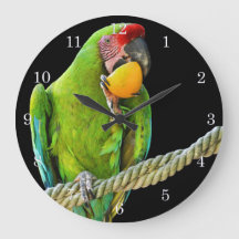 Papagaio Verde Ara Militaris