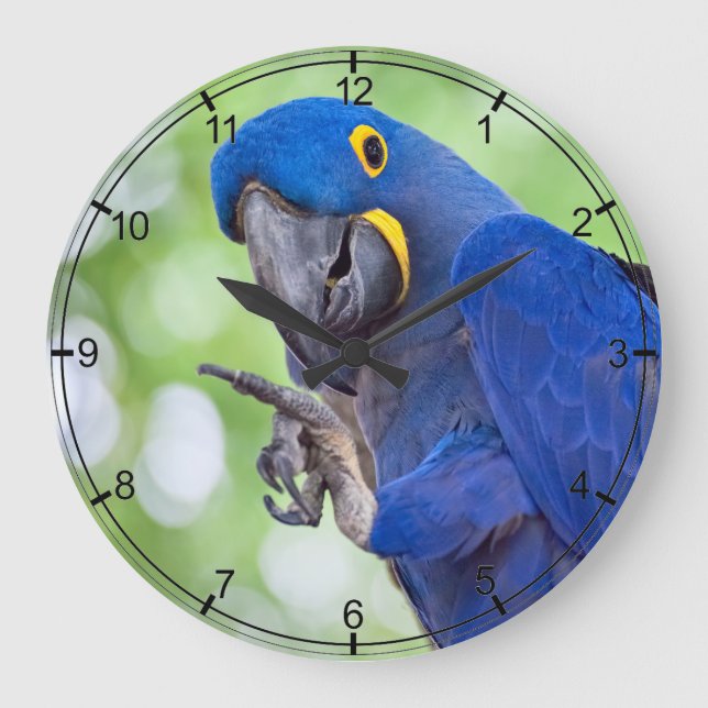 Relógio Grande Pássaro do Macaw do jacinto (Frente)