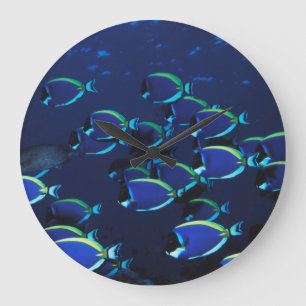 Relógio Grande Peixe-cirurgião-azul-pó em cardume