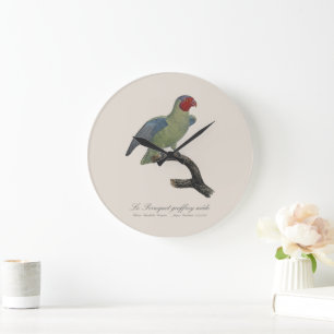 Relógio Grande Pereira-geofroy macho/Papagaio-do-boi-vermelho