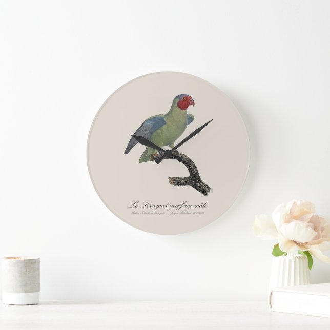 Relógio Grande Pereira-geofroy macho/Papagaio-do-boi-vermelho (Lar)