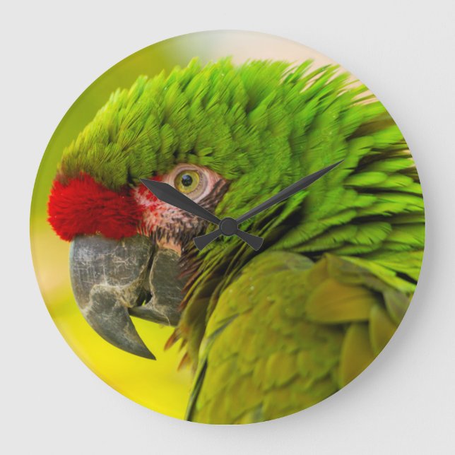 Relógio Grande Perfil do macaw no jardim zoológico de Santa (Frente)