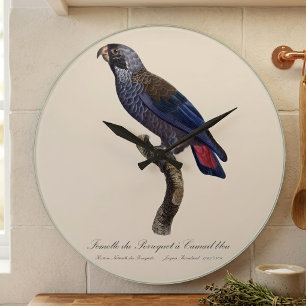 Relógio Grande Perroquet a Camail bleu / Papagaio-escuro