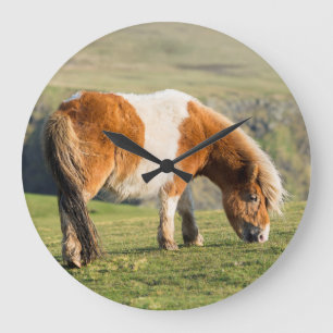 Relógio Grande Pônei de Shetland no pasto perto dos penhascos