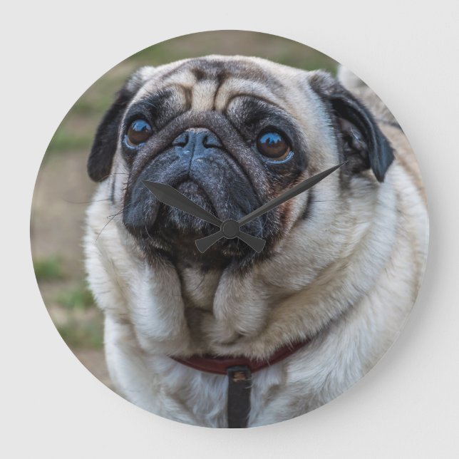 Relógio Grande Pug dog wall clock (Frente)