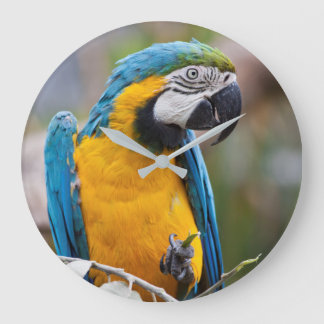 Relógio Grande Pulso de disparo azul e amarelo do Macaw