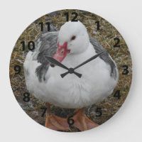 Pulso de disparo do pato de Muscovy
