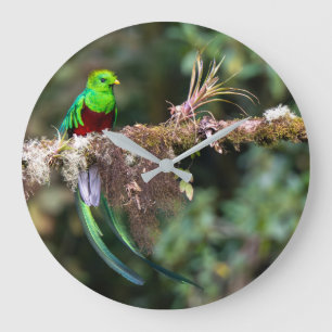 Relógio Grande Quetzal Resplandecente na Floresta das Nuvens