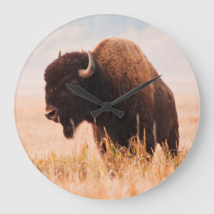Relógio Grande Rebanho de Bisontes Americanos (Bison Bison) em Te