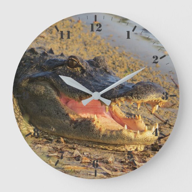 Relógio Grande Retrato do gator da Flórida (Frente)