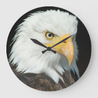 Retrato majestoso da águia americana