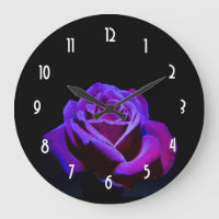 Rosa do roxo com gotas da água no fundo preto