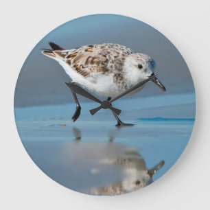 Relógio Grande Sanderling (Calidris Albe) que alimenta na praia