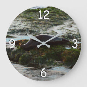 Relógio Grande Sunset Lit Harbor Seal II em San Diego