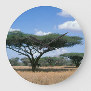 Relógio Grande Umbrella Thorn Acacia (Acacia tortilis), Mkuze