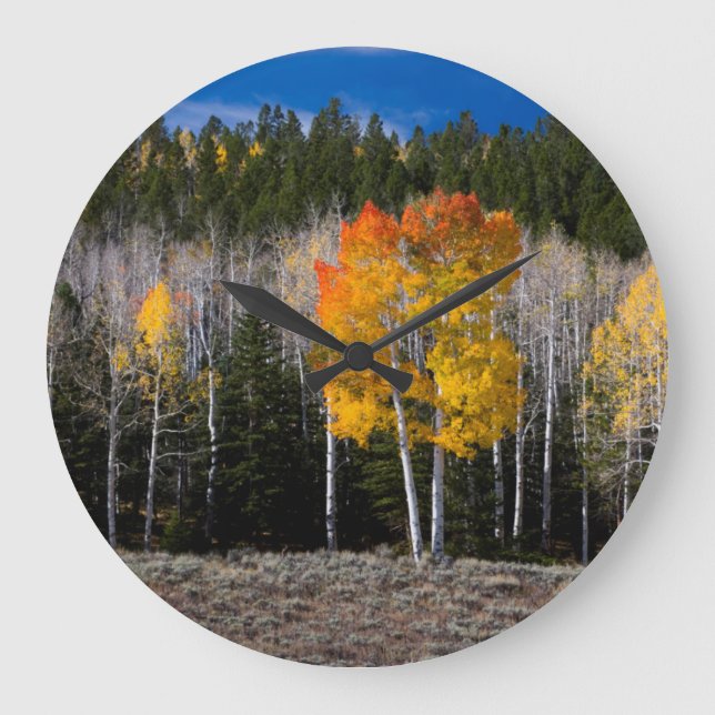 Relógio Grande Utah, EUA. Árvores Aspen (Populus Tremuloides) 2 (Frente)