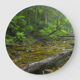 Relógio Grande Vapor Na Floresta, O Knysna-Amatole Montane