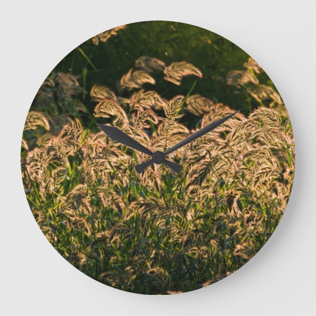 Relógio Grande Wild Millet (Panicum Sp.) Cultivo Em Zonas úmidas (Frente)