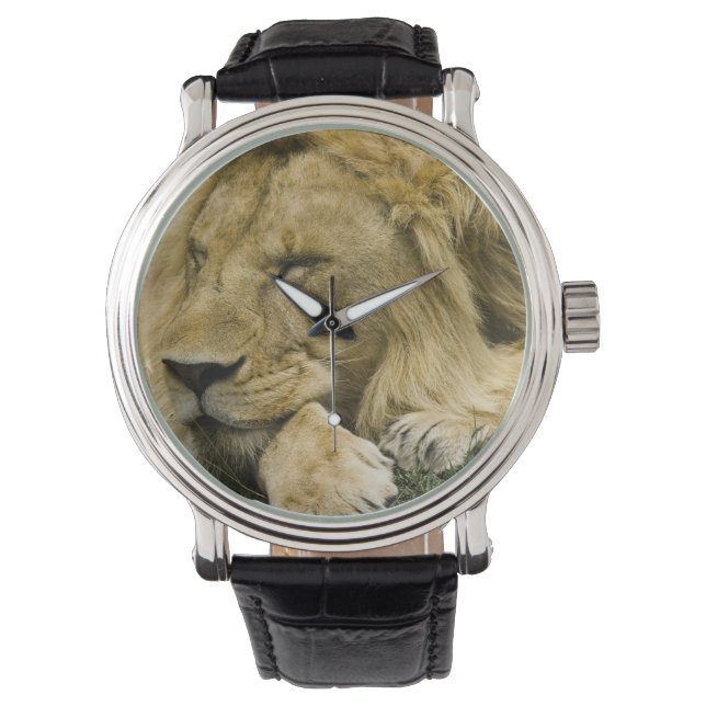 Relógio Leão-africano, Panthera leo, deitado dormindo (Frente)