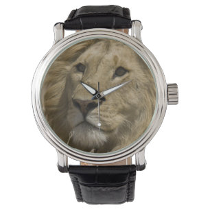 Relógio Leão Africano, Panthera leo, Retrato de um
