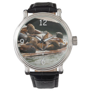 Relógio Leões do Mar do Sol em São Francisco