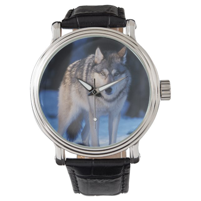 Relógio lobo cinzento, Canis lupus, nos contrafortes (Frente)
