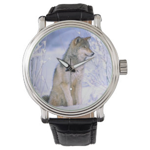 Relógio Lobo cinzento sentado na neve, Canis lupus,