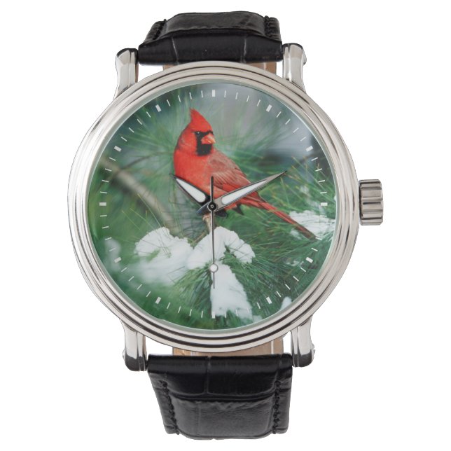 Relógio Norte Cardeal macho na árvore, IL (Frente)