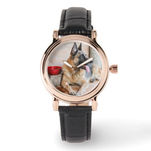 Relógio Ovinos Alemães Descansados Por Bacia De Água