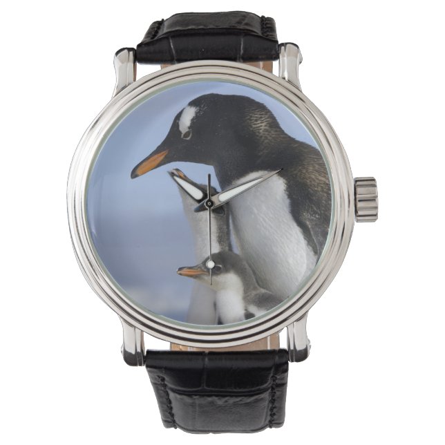Relógio Península Antártica, Neko Harbour, Pinguim-gentoo (Frente)