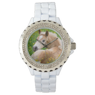 Relógio Potro bonito do cavalo de Haflinger em um