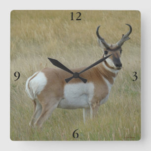 Relógio Quadrado A1 Pronghorn Antelope Big Buck