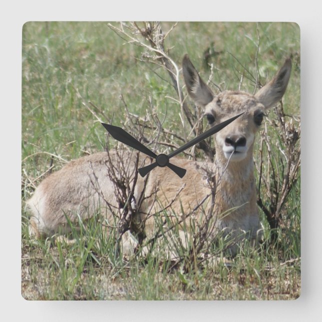 Relógio Quadrado A7 Bebê Antilope Berrendo (Frente)