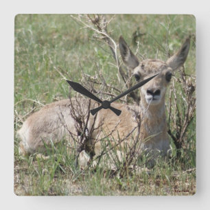 Relógio Quadrado A7 Bebê Antilope Berrendo