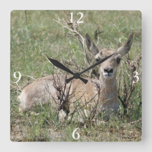Relógio Quadrado A7 Bebê Antilope Pronghorn