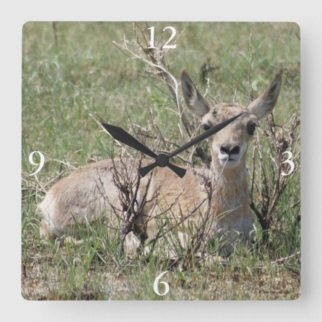 Relógio Quadrado A7 Bebê Antilope Pronghorn (Frente)