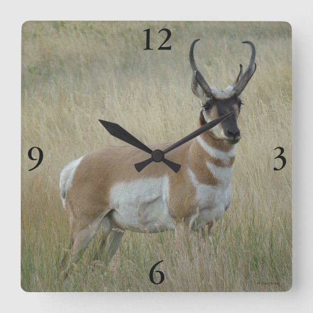 Relógio Quadrado A8 Pronghorn Antelope Big Buck (Frente)