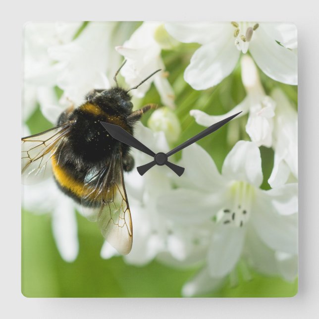 Relógio Quadrado Abelha em flor branca (Frente)
