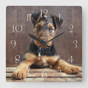 Relógio Quadrado Airedale terrier cachorrinho