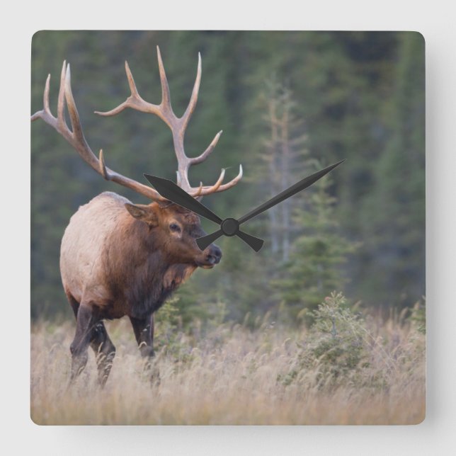 Relógio Quadrado Alces da montanha rochosa (Frente)