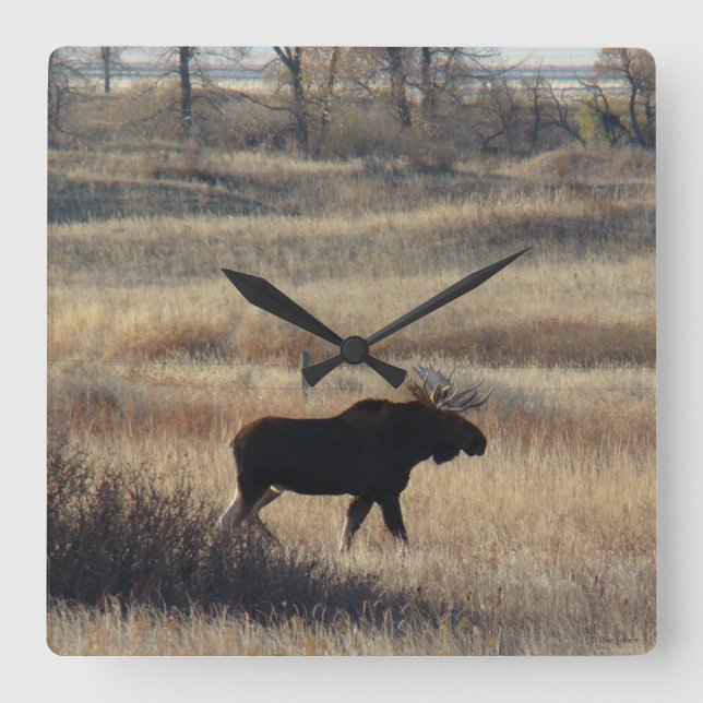 Relógio Quadrado Alces de M5 Bull nas colinas da areia (Frente)