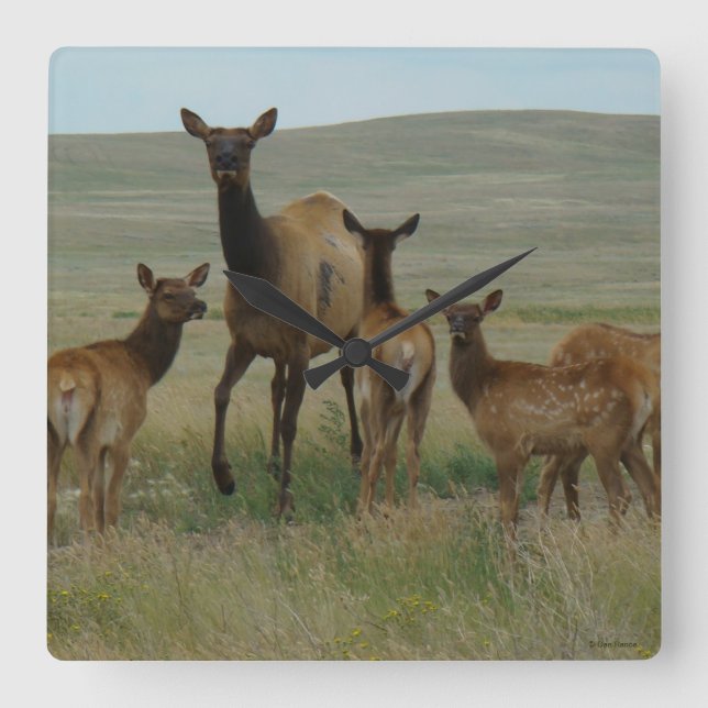Relógio Quadrado Alces e vitelas da vaca E44 (Frente)