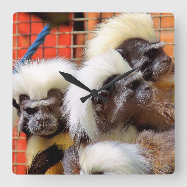 RELÓGIO QUADRADO ALGODÃO - MACACOS DE TAMARINA SUPERIOR (Frente)